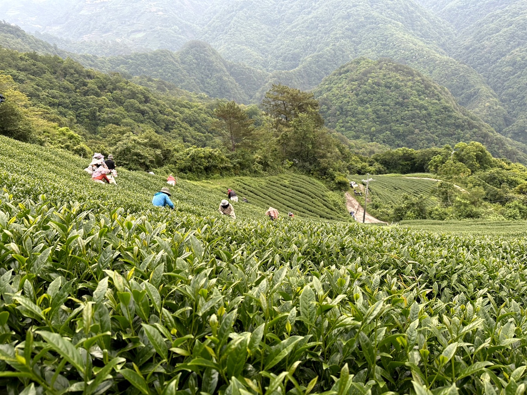 今日茶园服务少量茶席时期的合欢山茶园纪录 A living estate for limited tea rituals record of the Hehuan Mountain estate