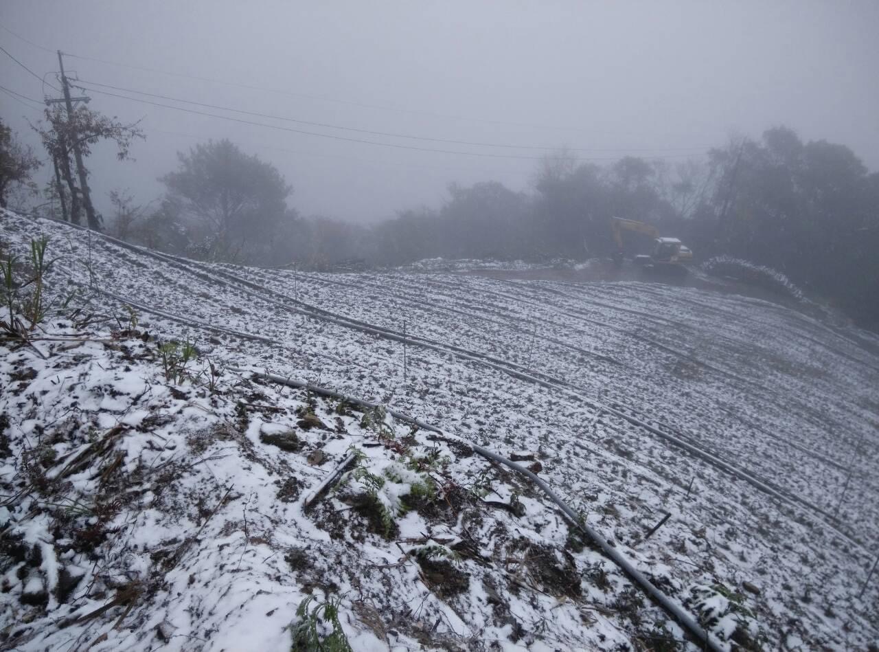 低温让茶树学会缓慢时期的合欢山茶园纪录 Cold temperature teaches patience record of the Hehuan Mountain estate